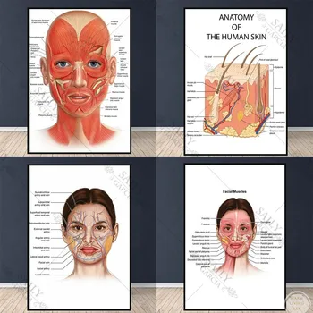 Модул за обучение плакат с анатомията на лицето, дясната мускули и венами, козметика за кожа, пластичен масаж, медицински образователни принтом върху платно, монтиран на стената интериор
