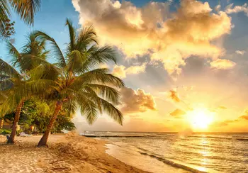 Изгрев слънце, Море, залез, Палма, на Плажа, на фона на фото студио, Висококачествен компютърен печат, сватбен фон